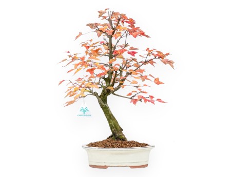 Bonsaï de Érable de 46 cm | Pot ovale beige