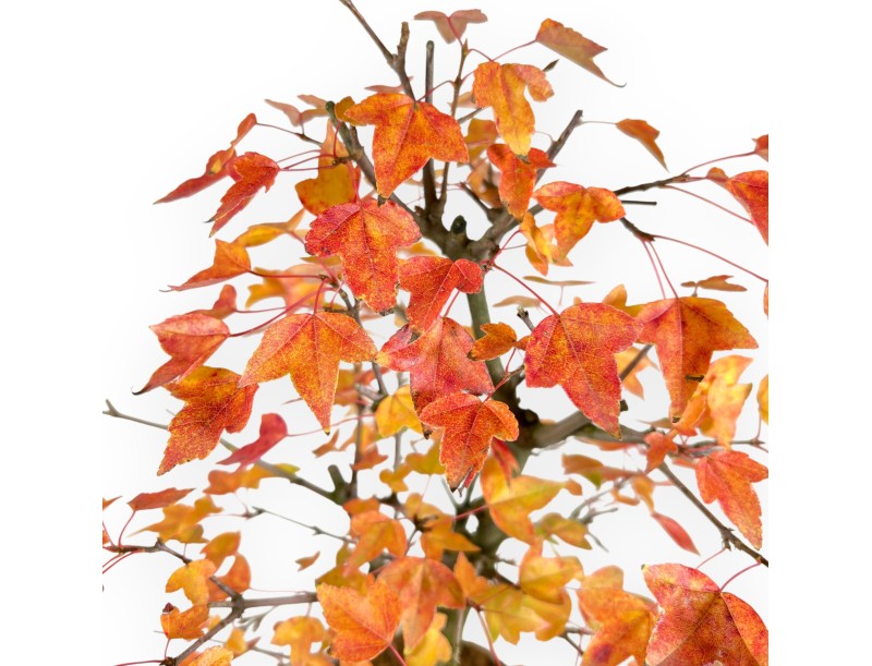 Esdoorn bonsai van 46 cm | Ovaal beige pot