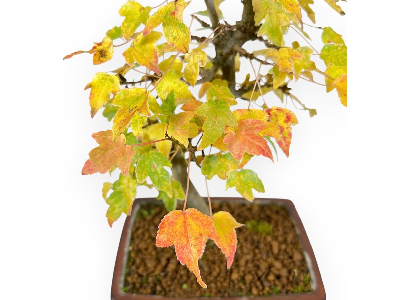 Bonsaï de Érable de 31 cm | Pot rectangulaire bronze