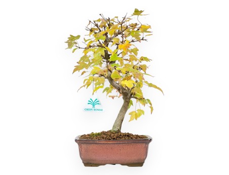 Bonsái de arce de 31 cm | Maceta rectangular bronce