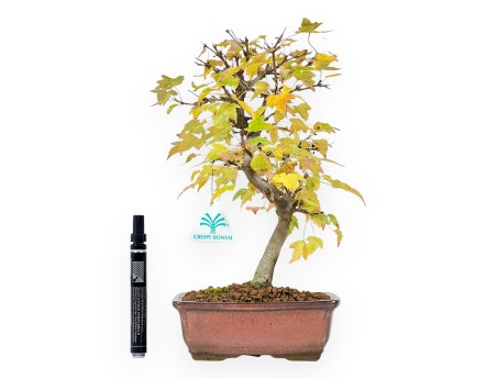 Ahorne Bonsai von 31 cm | Rechteckiger bronze Topf