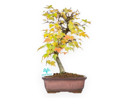 Esdoorn bonsai van 31 cm | Rechthoekige brons pot