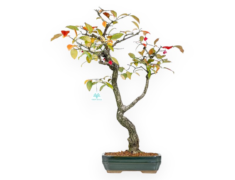 Euonymus Bonsai 59 cm | Grün rechteckiger Topf