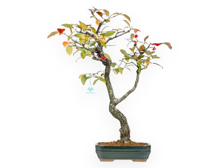 Euonymus Bonsai 59 cm | Grün rechteckiger Topf