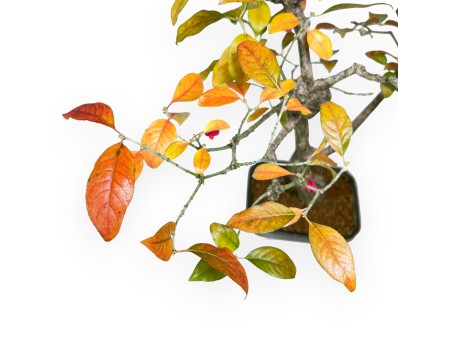 Euonymus bonsaï 59 cm | Pot rectangulaire vert