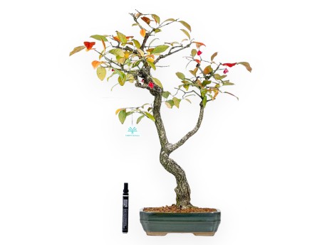 Euonymus bonsai 59 cm | Green rectangular pot