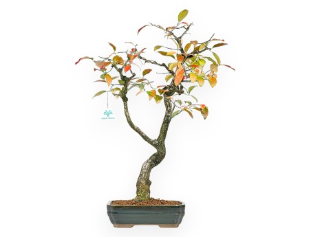 Euonymus bonsaï 59 cm | Pot rectangulaire vert