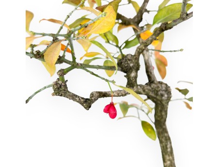 Euonymus bonsaï 59 cm | Pot rectangulaire vert