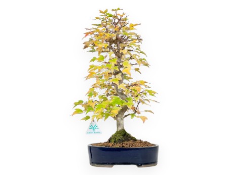 Esdoorn bonsai van 44 cm | Ovaal blauw pot