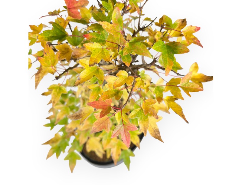 Ahorne Bonsai von 44 cm | Oval blau Topf