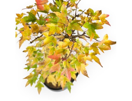 Bonsai di acero da 44 cm | Vaso ovale blu