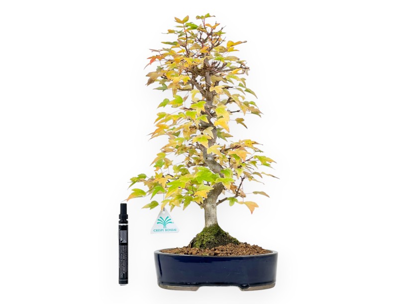 Bonsái de arce de 44 cm | Maceta oval azul