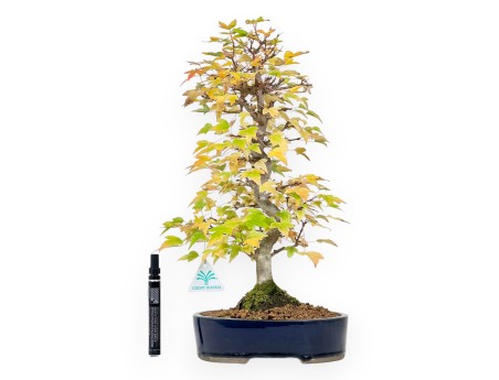 Bonsái de arce de 44 cm | Maceta oval azul