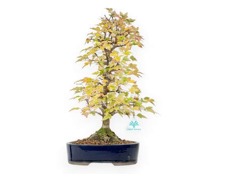 Maple bonsai 44 cm | Blue oval pot