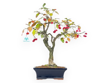 Bonsai di Euonymus da 45 cm | Vaso rettangolare blu
