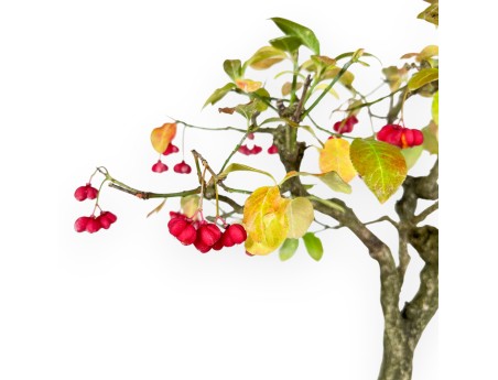 Euonymus bonsaï 45 cm | Pot rectangulaire bleu