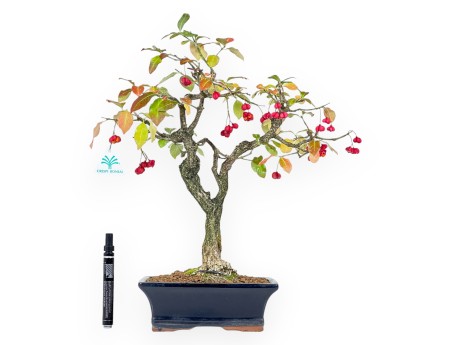 Euonymus bonsaï 45 cm | Pot rectangulaire bleu