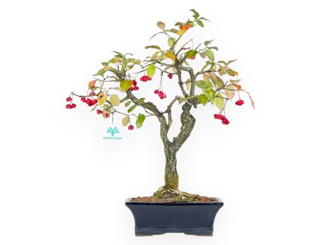 Bonsai di Euonymus da 45 cm | Vaso rettangolare blu