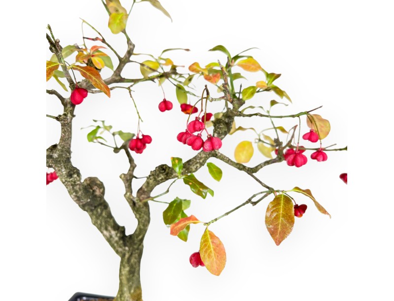 Bonsai di Euonymus da 45 cm | Vaso rettangolare blu