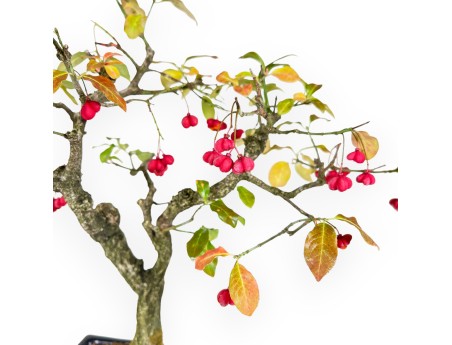 Euonymus Bonsai von 45 cm | Blau rechteckiger Topf