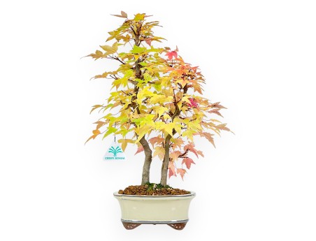 Bonsai di acero da 41 cm | Vaso ovale beige