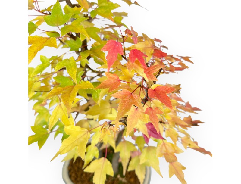 Maple bonsai 41 cm | Beige oval pot