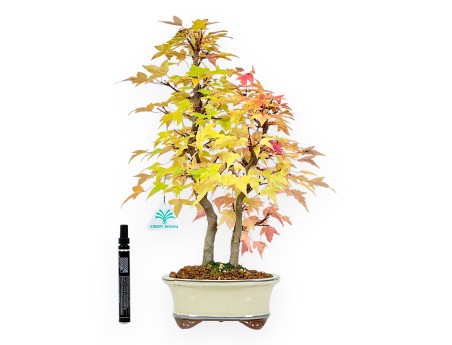 Ahorne Bonsai von 41 cm | Oval beige Topf