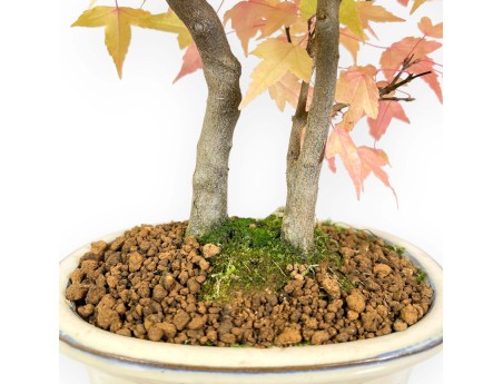 Esdoorn bonsai van 41 cm | Ovaal beige pot