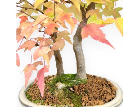 Bonsái de arce de 41 cm | Maceta oval beige