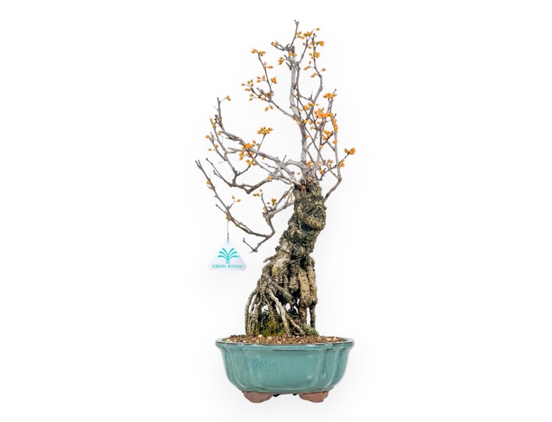 Celastrus bonsai 48 cm | Green round pot