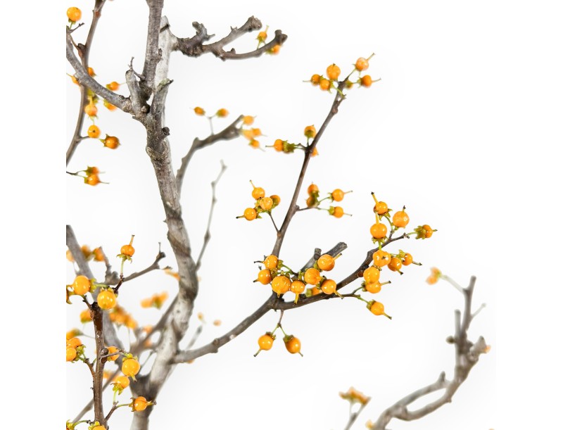 Celastrus bonsai de 48 cm | Pot rond vert