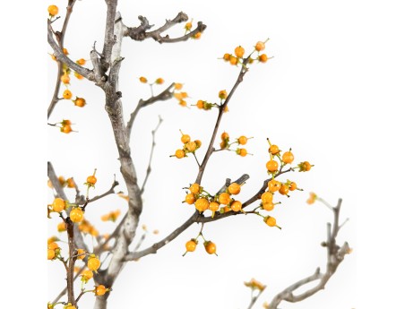 Celastrus Bonsai von 48 cm | Rund grün Topf