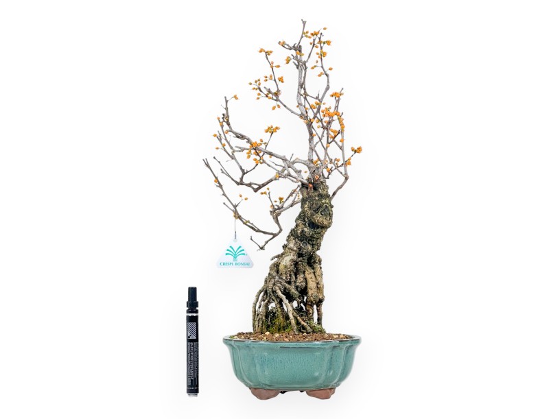 Celastrus bonsai van 48 cm | Rond groen pot