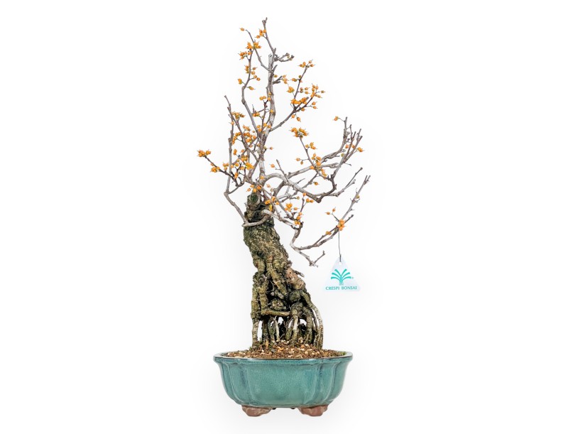 Celastrus bonsai de 48 cm | Pot rond vert