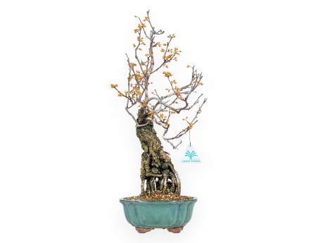 Celastrus bonsai de 48 cm | Pot rond vert