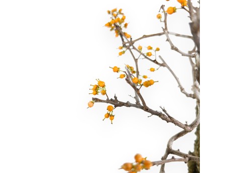 Celastrus Bonsai von 48 cm | Rund grün Topf