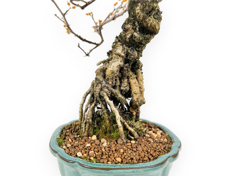 Bonsai di Celastrus da 48 cm | Vaso tondo verde