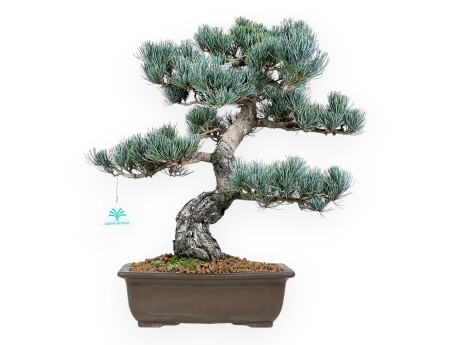 Bonsai di Pinus Pentaphylla da 48 cm| Vaso rettangolare grès