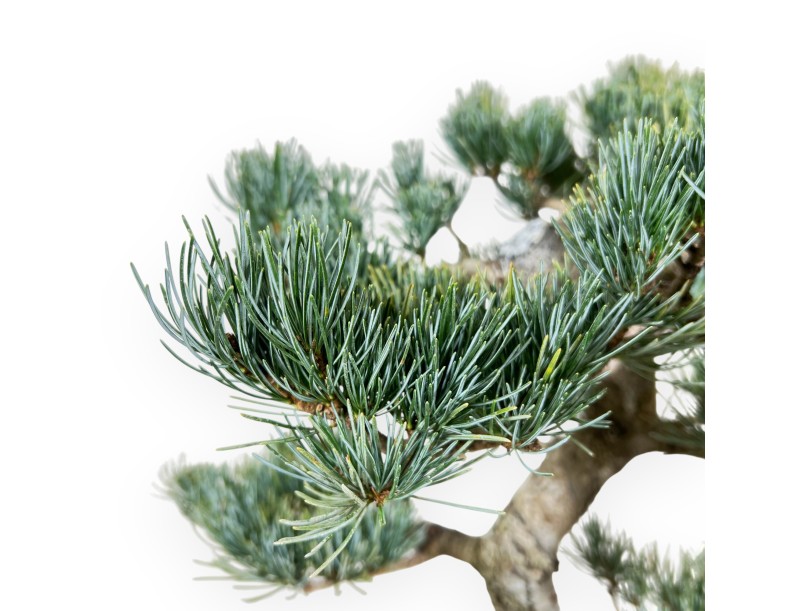Pinus Pentaphylla bonsái 48 cm | Maceta rectangular de gres