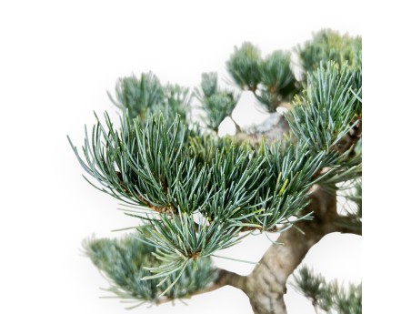 Pinus Pentaphylla bonsai 48cm|Rechthoekige ongeglazuurde pot