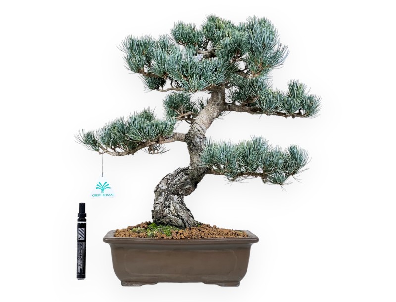 Pinus Pentaphylla bonsái 48 cm | Maceta rectangular de gres