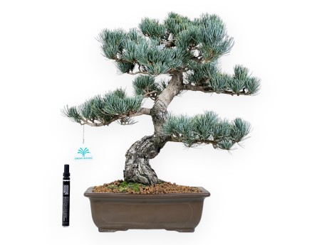Bonsai di Pinus Pentaphylla da 48 cm| Vaso rettangolare grès