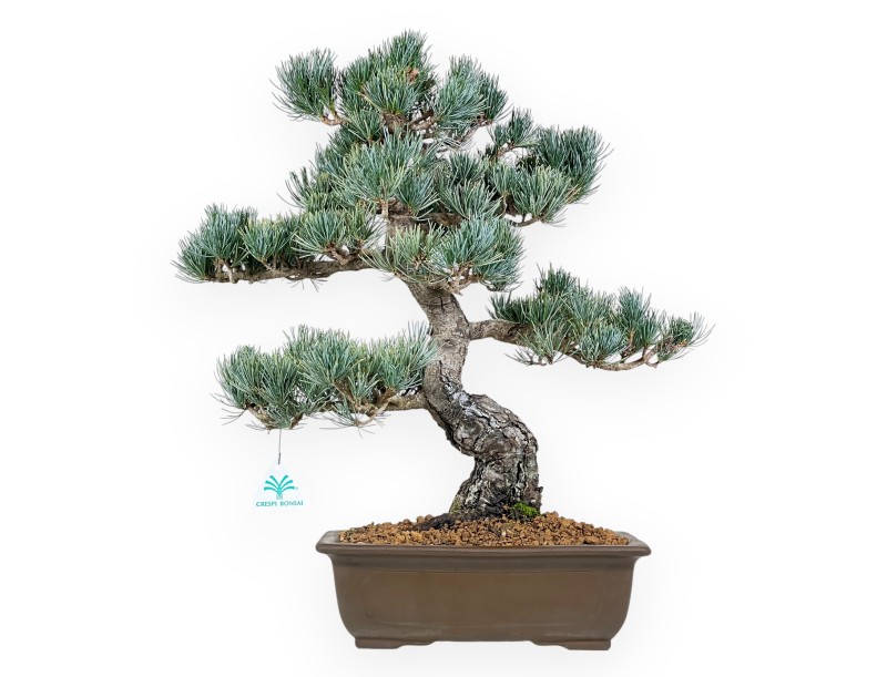 Pinus Pentaphylla bonsai 48 cm | Pot rectangulaire en grès