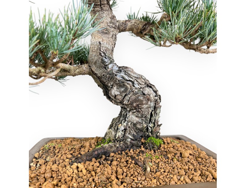 Pinus Pentaphylla bonsái 48 cm | Maceta rectangular de gres