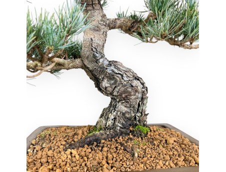 Pinus Pentaphylla bonsai 48cm|Rechthoekige ongeglazuurde pot