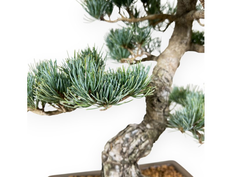 Pinus Pentaphylla Bonsai 48 cm | Rechteckiger Steingut Topf