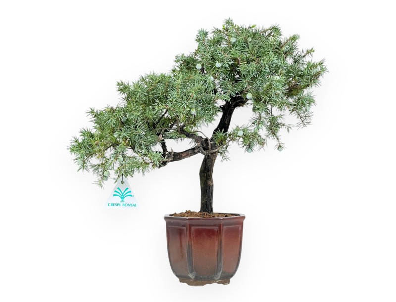 Bonsai di ginepro da 39 cm | Vaso ottagonale bronzo