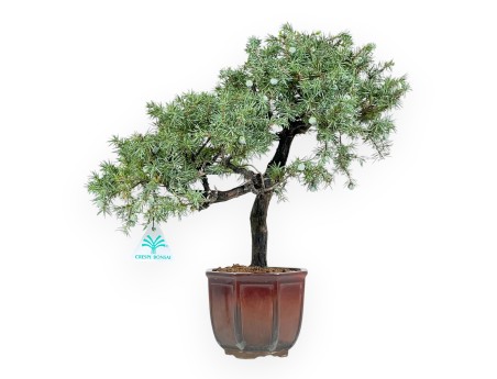 Jeneverbes bonsai van 39 cm | Bronzen achthoekige pot