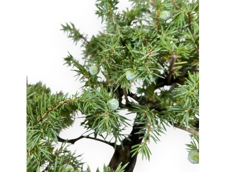 Wacholder Bonsai 39 cm | Achteckiger bronze Topf