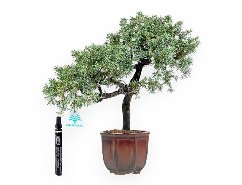 Juniper bonsai 39 cm | Bronze octagonal pot